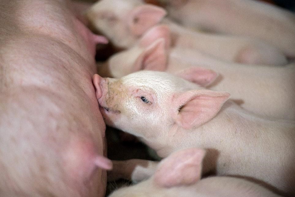Picture of Treatment of Iron Deficiency in Pigs